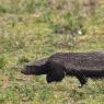 Ratele -  Honey badger (Mellivora capensis)