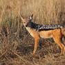 Sciacallo dalla gualdrappa - Black backed jackal (Canis mesomelas)