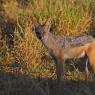 Sciacallo dalla gualdrappa - Black backed jackal (Canis mesomelas)