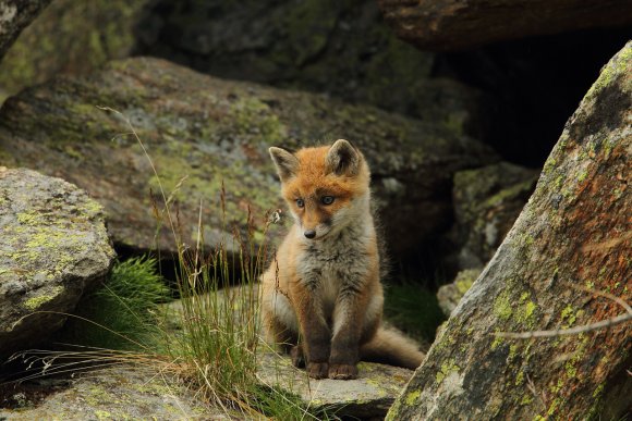 Volpe rossa - Red fox (Vulpes vulpes)