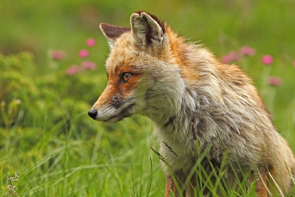 Volpe rossa - Red fox (Vulpes vulpes)