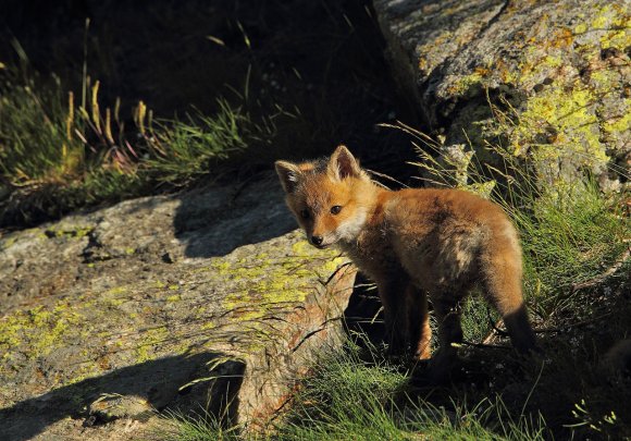 Volpe rossa - Red fox (Vulpes vulpes)