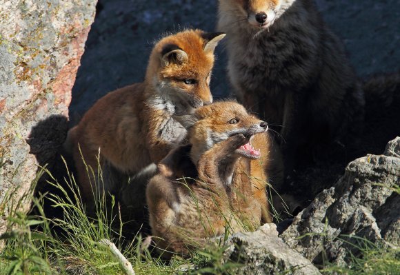 Volpe rossa - Red fox (Vulpes vulpes)