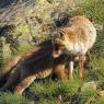 Volpe rossa - Red fox (Vulpes vulpes)