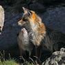 Volpe rossa - Red fox (Vulpes vulpes)