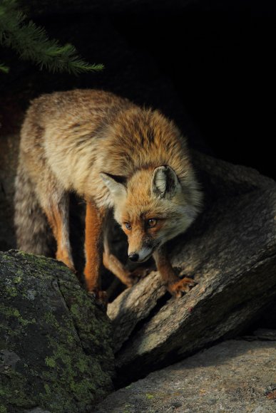 Volpe rossa - Red fox (Vulpes vulpes)