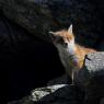 Volpe rossa - Red fox (Vulpes vulpes)