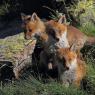 Volpe rossa - Red fox (Vulpes vulpes)