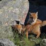 Volpe rossa - Red fox (Vulpes vulpes)