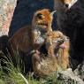 Volpe rossa - Red fox (Vulpes vulpes)