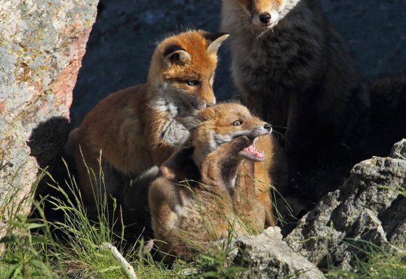 Volpe rossa - Red fox (Vulpes vulpes)