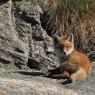 Volpe rossa - Red fox (Vulpes vulpes)