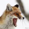 Volpe rossa - Red fox (Vulpes vulpes)