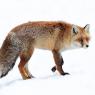 Volpe rossa - Red fox (Vulpes vulpes)