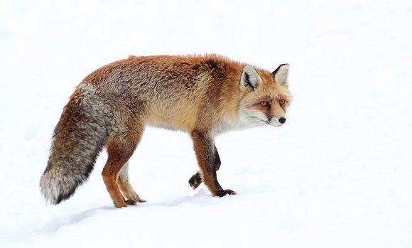 Volpe rossa - Red fox (Vulpes vulpes)