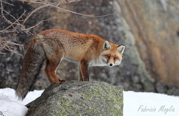 Volpe rossa - Red fox (Vulpes vulpes)