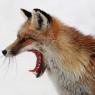 Volpe rossa - Red fox (Vulpes vulpes)