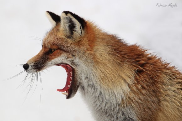Volpe rossa - Red fox (Vulpes vulpes)