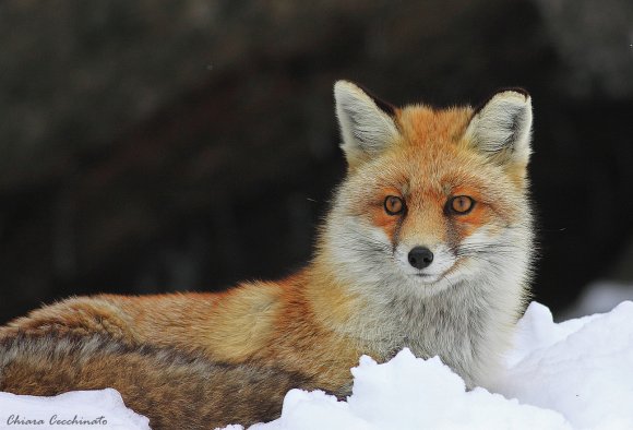 Volpe rossa - Red fox (Vulpes vulpes)