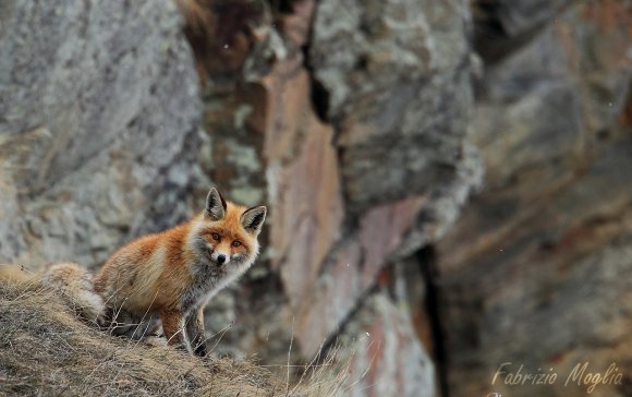 Volpe rossa - Red fox (Vulpes vulpes)