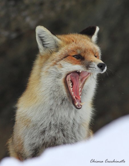 Volpe rossa - Red fox (Vulpes vulpes)