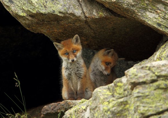 Volpe rossa - Red fox (Vulpes vulpes)