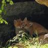 Volpe rossa - Red fox (Vulpes vulpes)