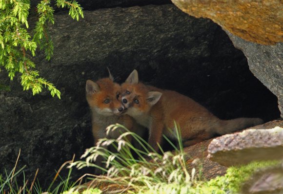 Volpe rossa - Red fox (Vulpes vulpes)