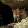 Volpe rossa - Red fox (Vulpes vulpes)