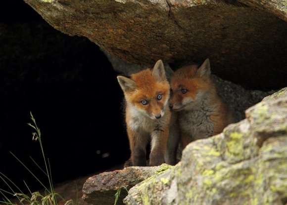 Volpe rossa - Red fox (Vulpes vulpes)
