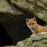 Volpe rossa - Red fox (Vulpes vulpes)