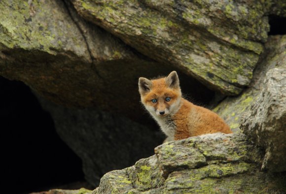 Volpe rossa - Red fox (Vulpes vulpes)