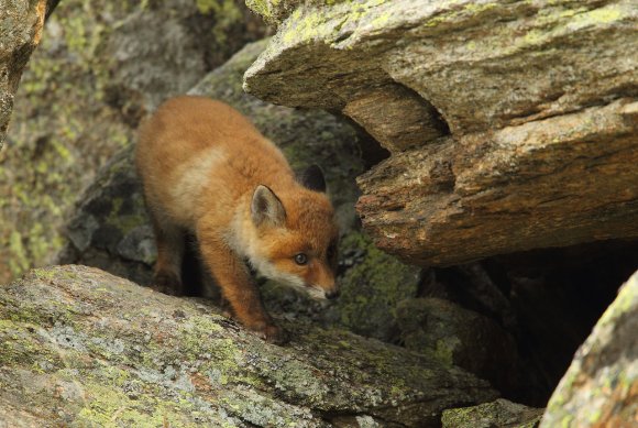 Volpe rossa - Red fox (Vulpes vulpes)