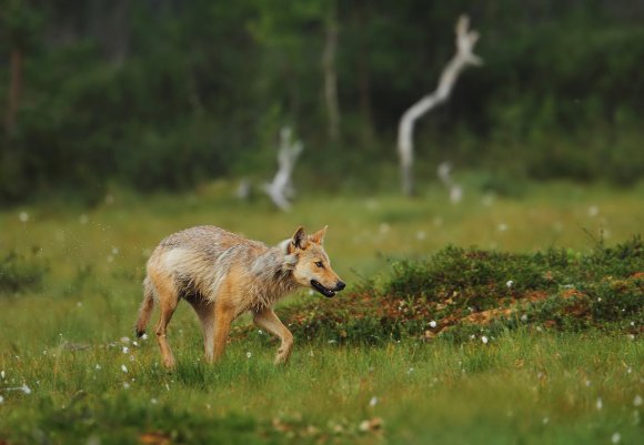 Lupo - Wolf (Canis lupus)