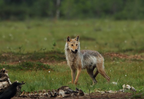 Lupo - Wolf (Canis lupus)