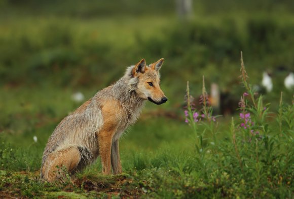 Lupo - Wolf (Canis lupus)