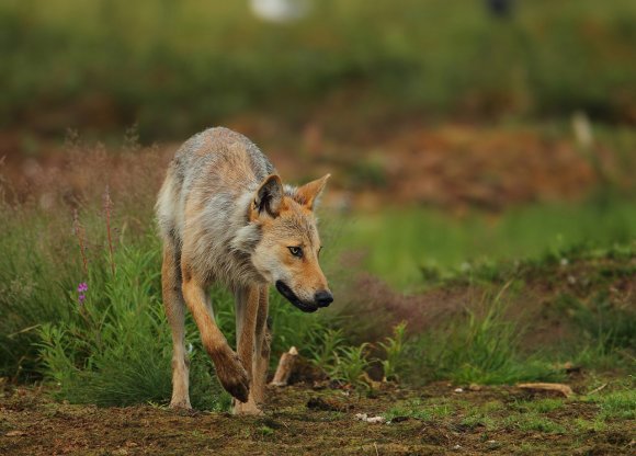 Lupo - Wolf (Canis lupus)