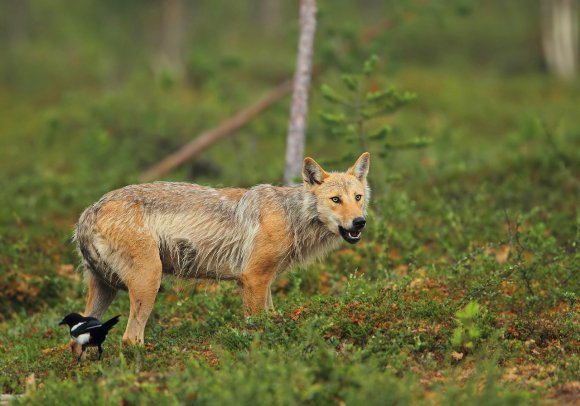 Lupo - Wolf (Canis lupus)