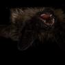 Pipistrello di Savi - Savi's pipistrelle (Hypsugo savii)