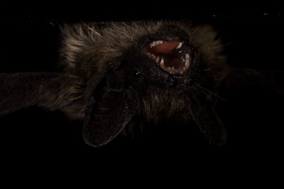 Pipistrello di Savi - Savi's pipistrelle (Hypsugo savii)