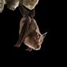 Ferro di cavallo maggiore - Greater horseshoe bat (Rhinolophus ferrumequinum)