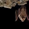 Ferro di cavallo maggiore - Greater horseshoe bat (Rhinolophus ferrumequinum)