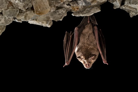 Ferro di cavallo maggiore - Greater horseshoe bat (Rhinolophus ferrumequinum)