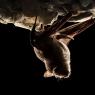 Ferro di cavallo maggiore - Greater horseshoe bat (Rhinolophus ferrumequinum)