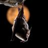 Ferro di cavallo maggiore - Greater horseshoe bat (Rhinolophus ferrumequinum)