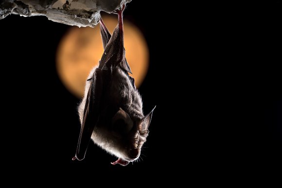 Ferro di cavallo maggiore - Greater horseshoe bat (Rhinolophus ferrumequinum)