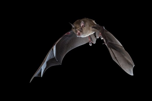 Ferro di cavallo maggiore - Greater horseshoe bat