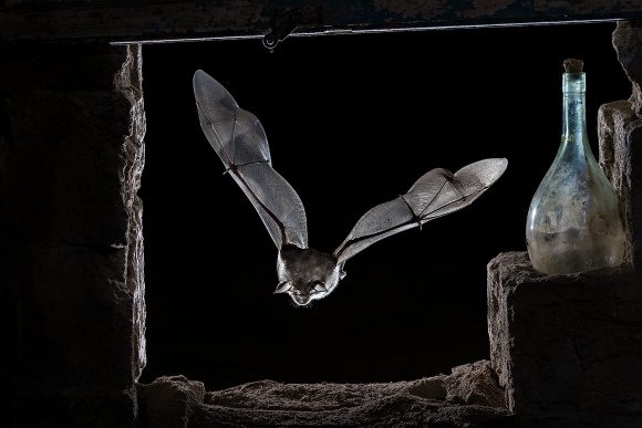 Ferro di cavallo maggiore - Greater horseshoe bat