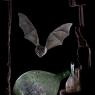 Ferro di cavallo maggiore - Greater horseshoe bat