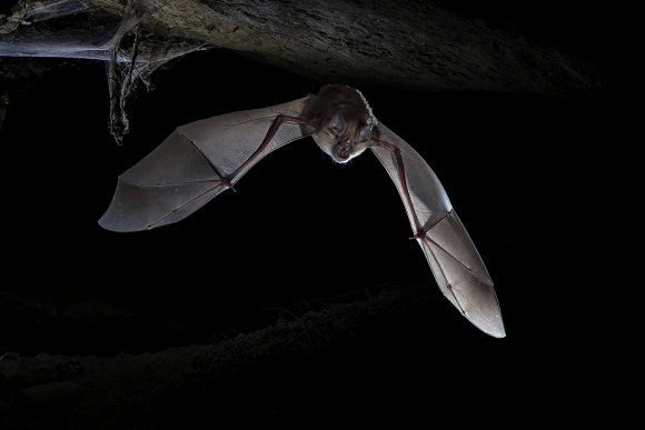 Ferro di cavallo maggiore - Greater horseshoe bat